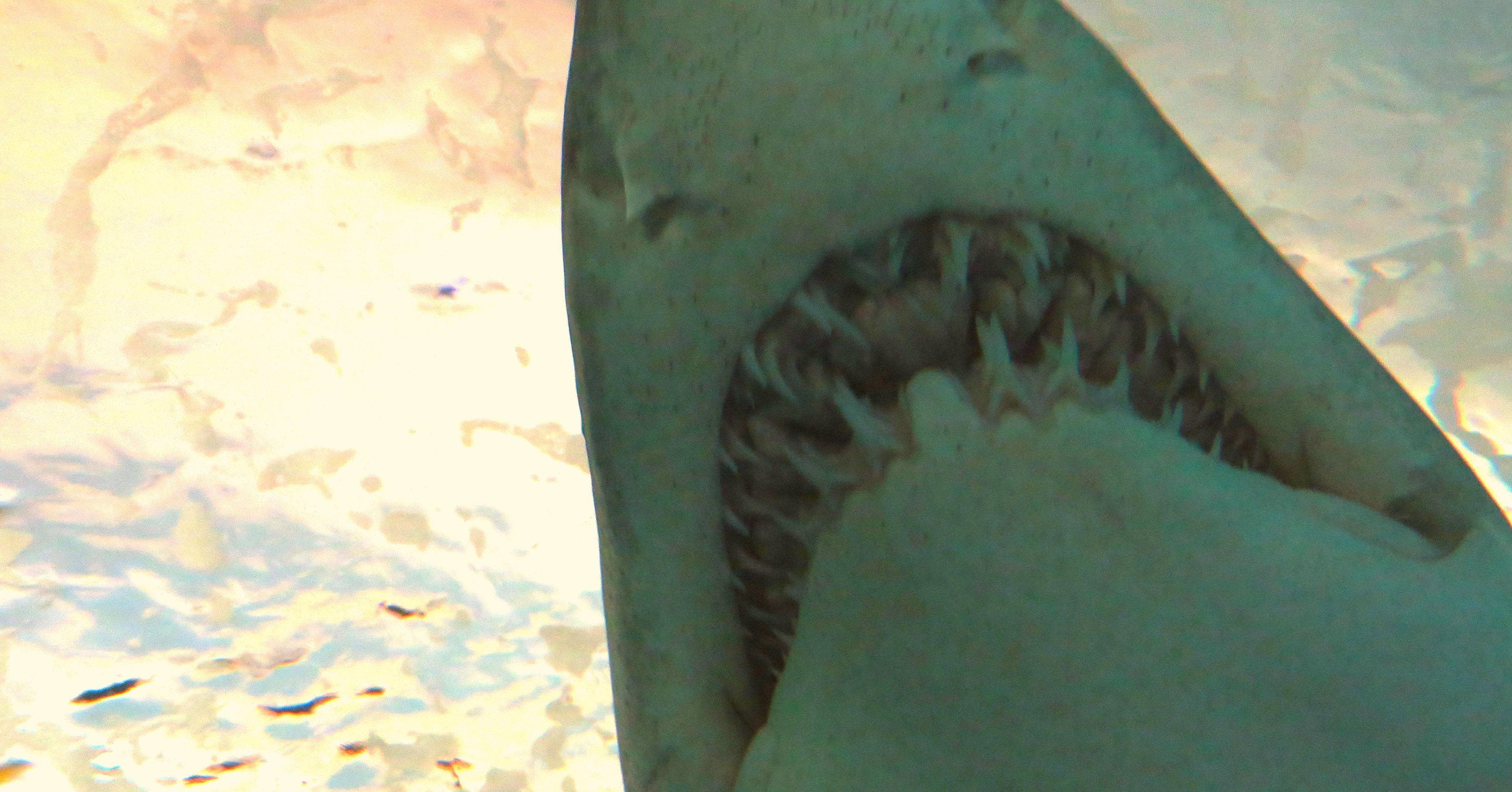 20 Super Creepy Animal Facts That Are Actually Pretty Upsetting