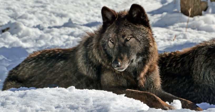 15 Awesome Animals That Live In The Tundra