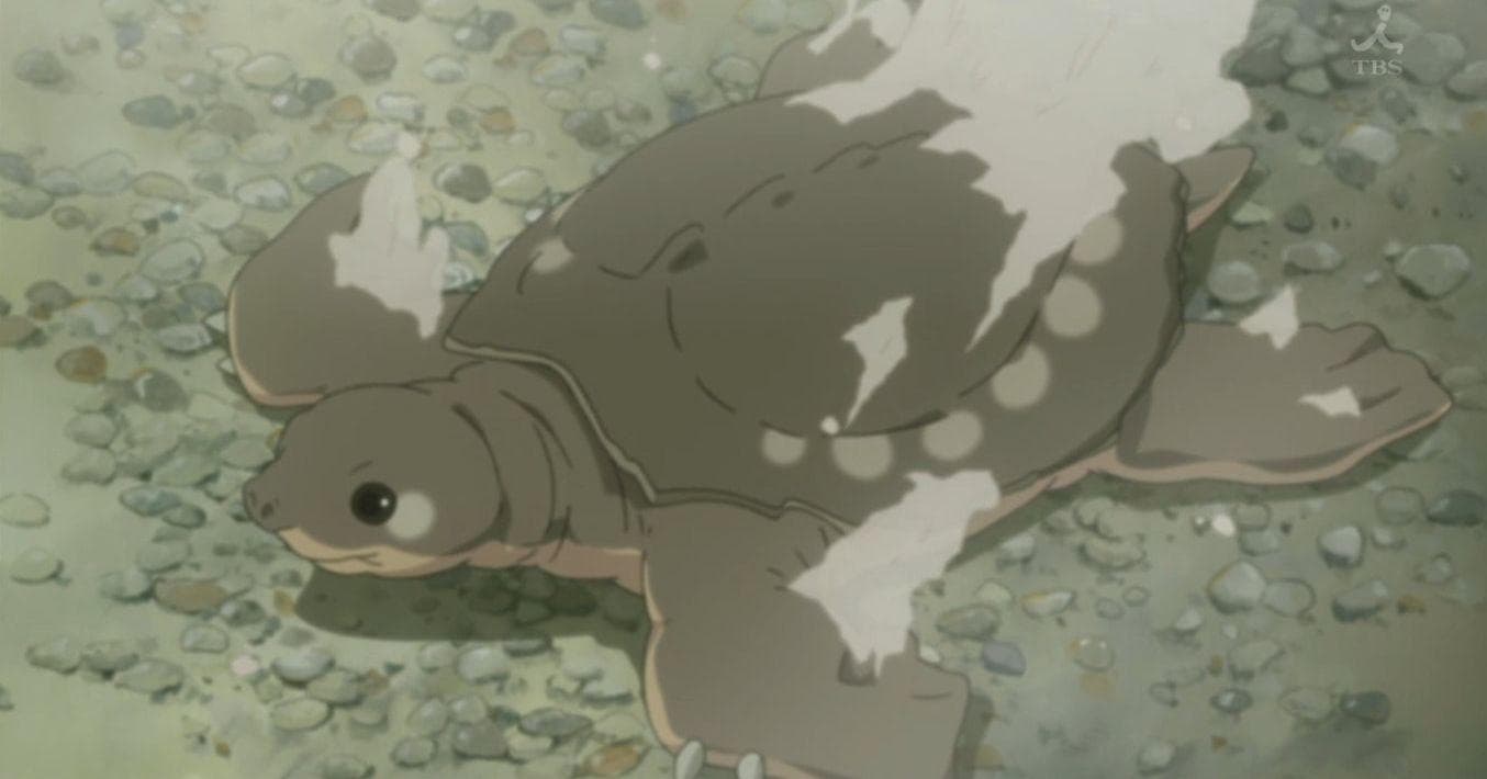 The 15+ Best Anime Turtle Characters