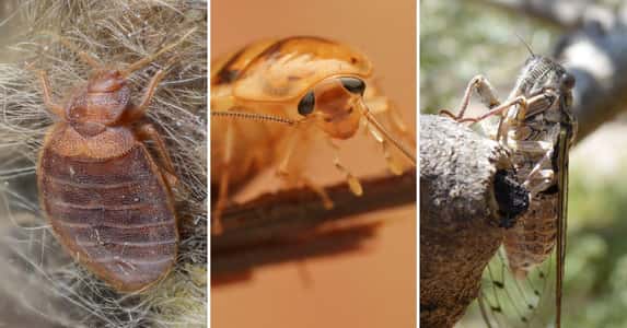 14 Of The Most Annoying Insects, Ranked By How Much They Bug
