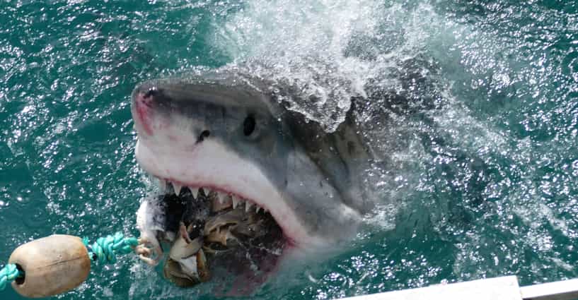 12 Frightening Facts About The World's Scariest Animals