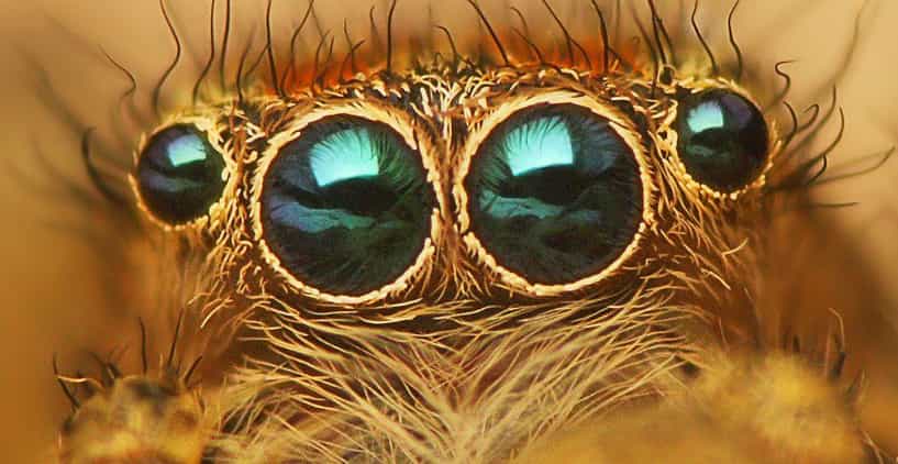 13 Disturbing Spider Facts That Will Make You More Scared of Them