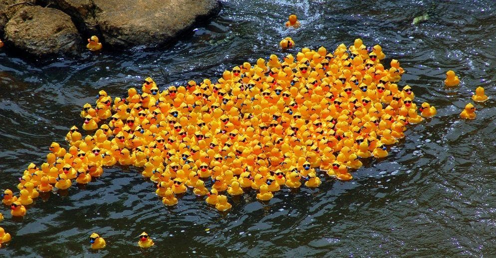 Rubber ducks floating cheap in the ocean