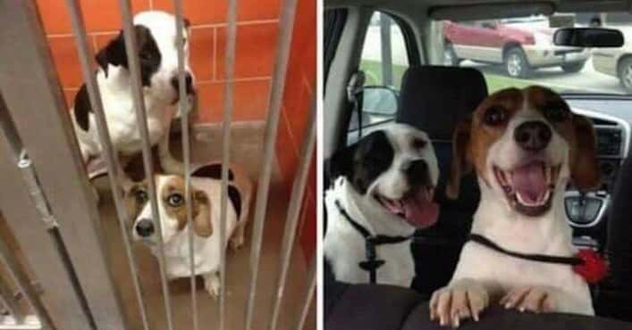Adopted Pups: Then and Now