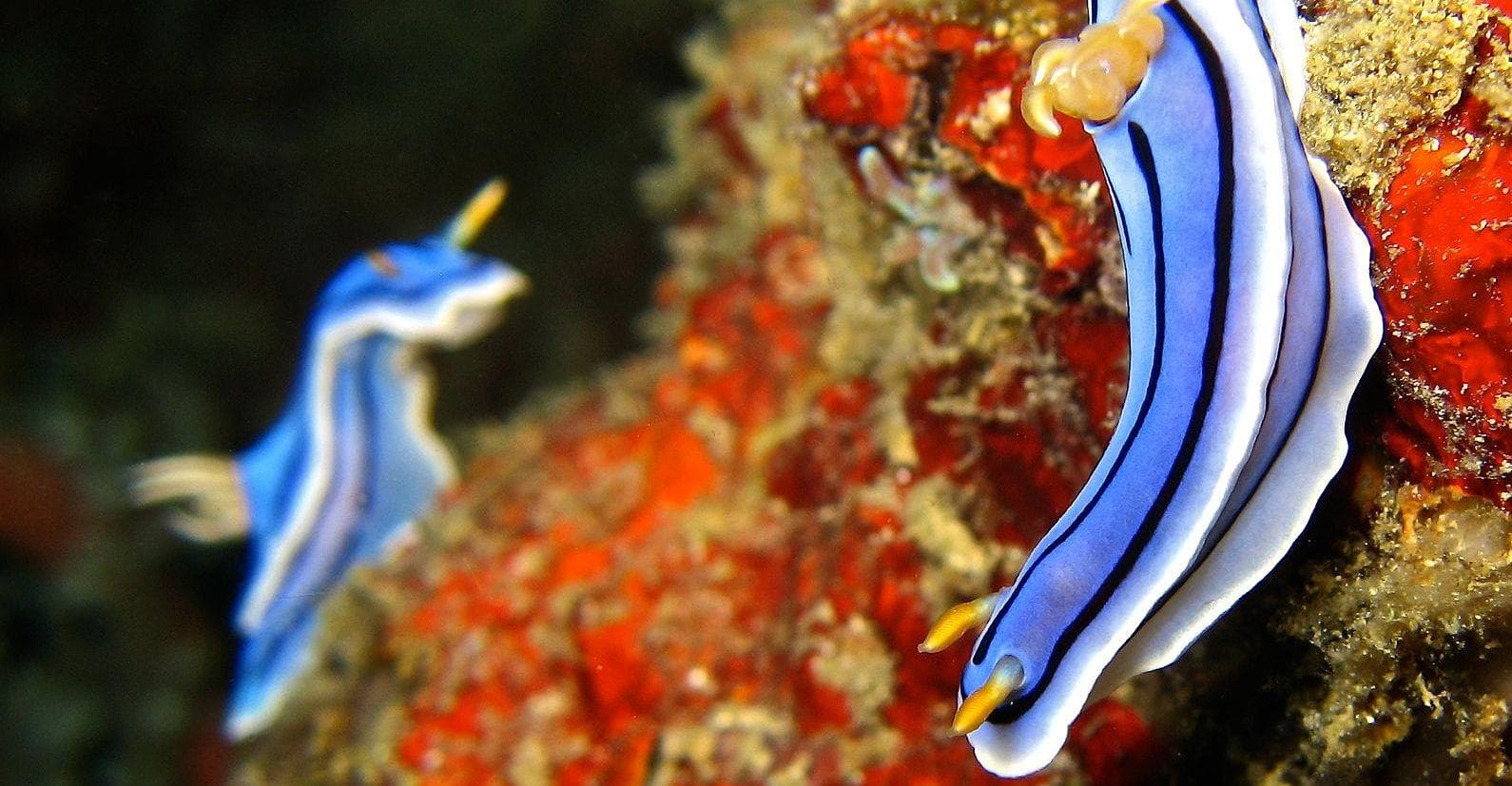 21 Of The Most Poisonous Sea Creatures and Deadly Ocean Animals