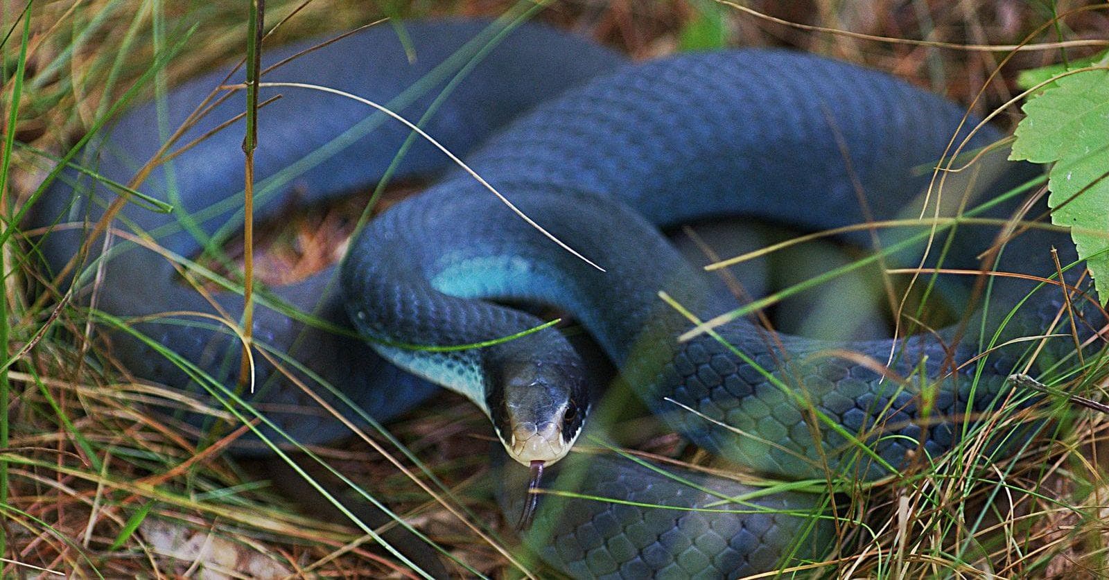 What The Different Colors Of Snakes Are Trying To Tell You