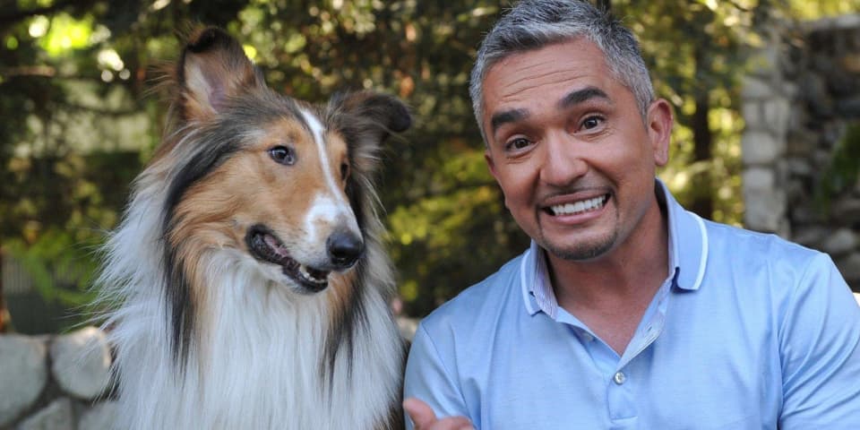 Every Season Of #39 Dog Whisperer #39 Ranked