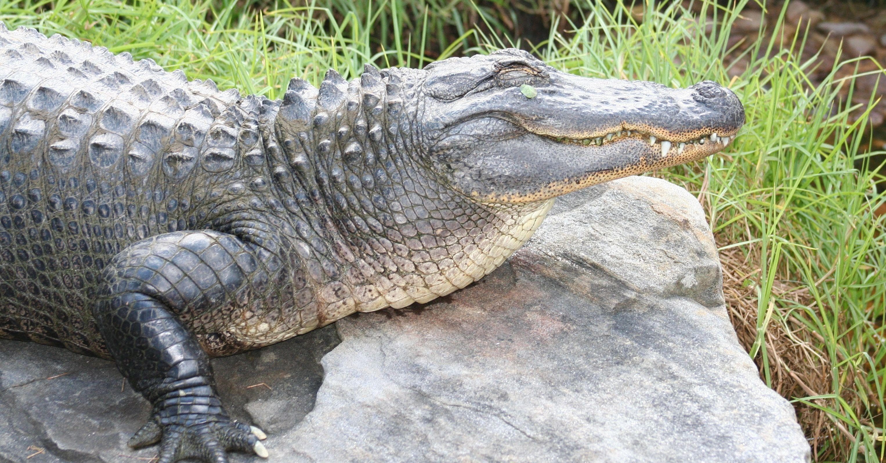 Год аллигатора. Китайский Аллигатор. Alligator sinensis. Миссисипский Аллигатор. Янцзыский Аллигатор.