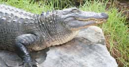 Great Gator Names For Pet Alligators Or Any Crocodiles Invading Your Swamp