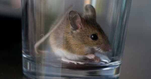 Best Ways to Catch a Mouse | Mice Catching Techniques