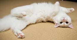 The Most Flexible Cats of All Time
