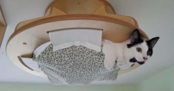Cats Who Found the Highest Spot to Sit