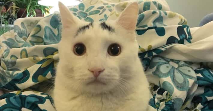 Cats with Very Cool Unique Markings