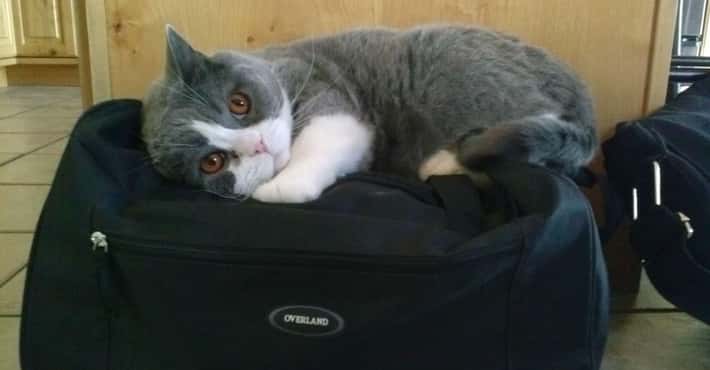 Sad Pets Who Don't Want You to Leave Them