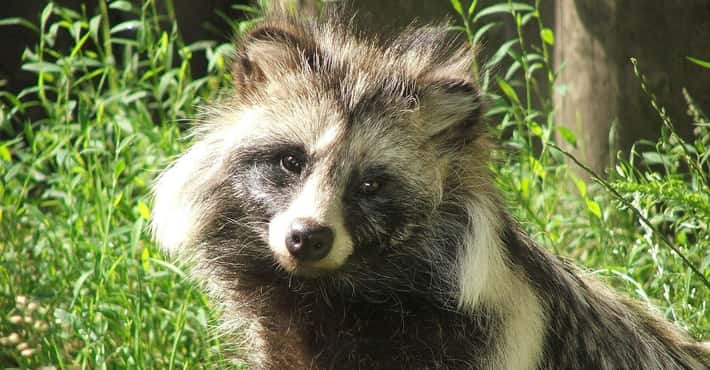 Raccoon Dogs Are Freaking Adorable