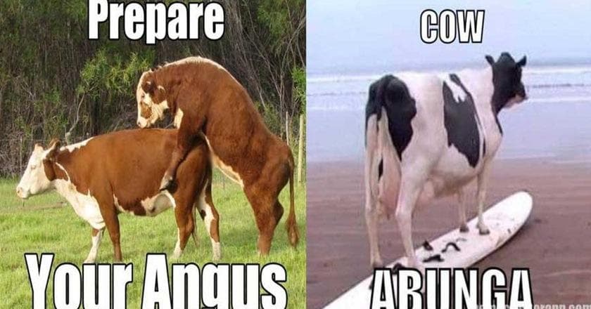 Cow Puns | Funny Cow Memes