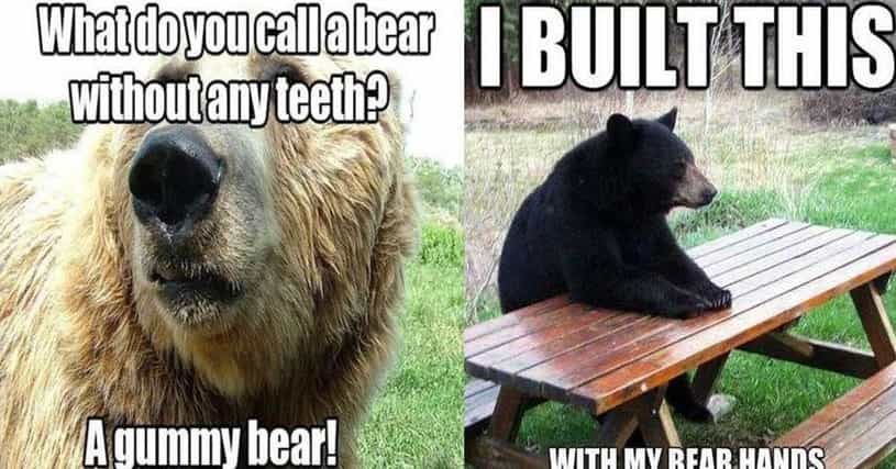Bear Puns | Funny Bear Memes