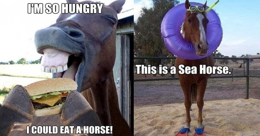 Horse Puns | 17 Funny Horse Memes That'll Make You Neigh