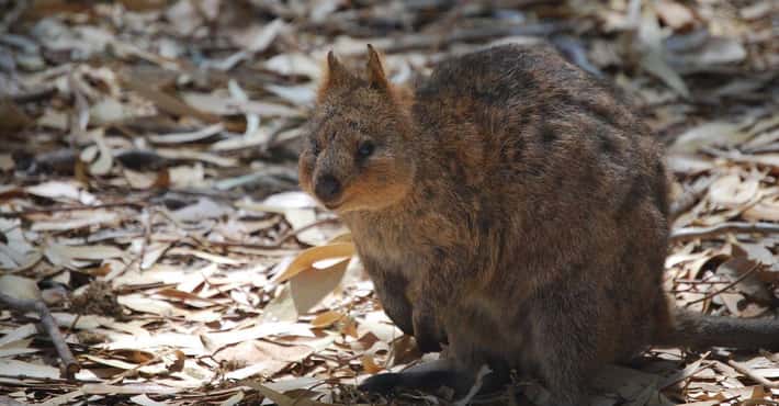 Marsupials You Need to Know