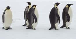 10 Borderline Terrifying Facts About The Love Life Of Penguins