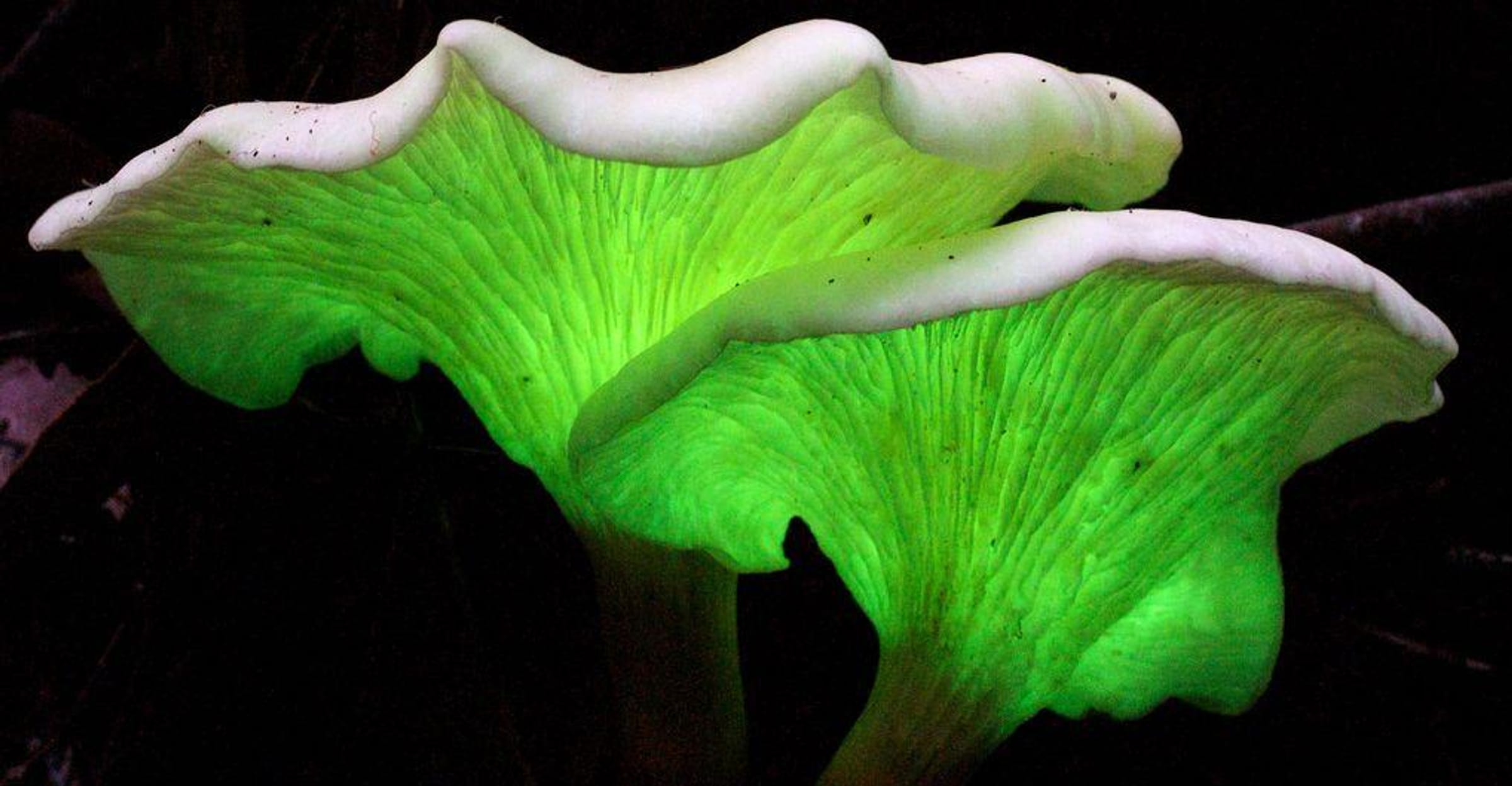 bioluminescent plants and animals