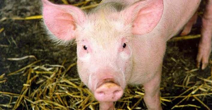 Pigs Are Smarter Than You Think