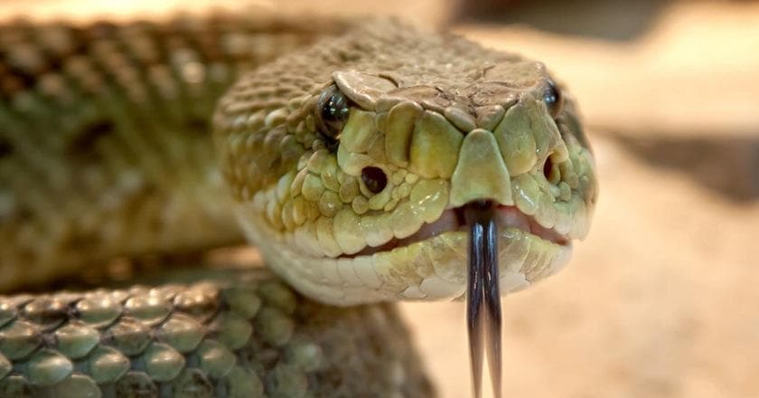 25 Fascinating Trivia Facts About Snakes