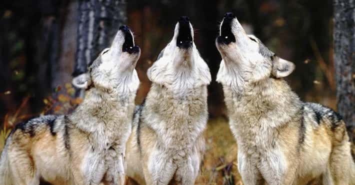Fun Facts About Wolf Packs