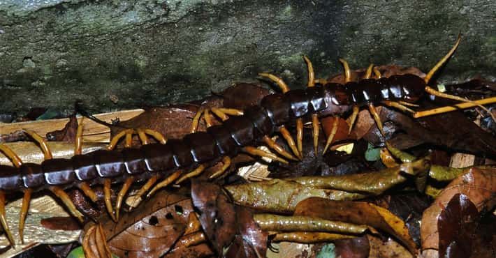 Centipedes That Might Be on You