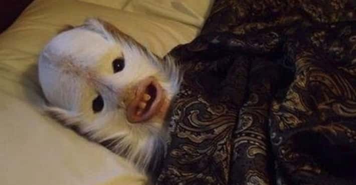 Horrifying Taxidermy Gone Way Wrong