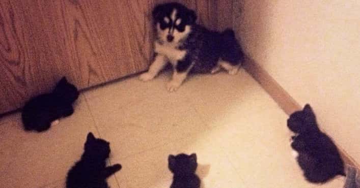 Rude Kitties Terrorizing Puppies