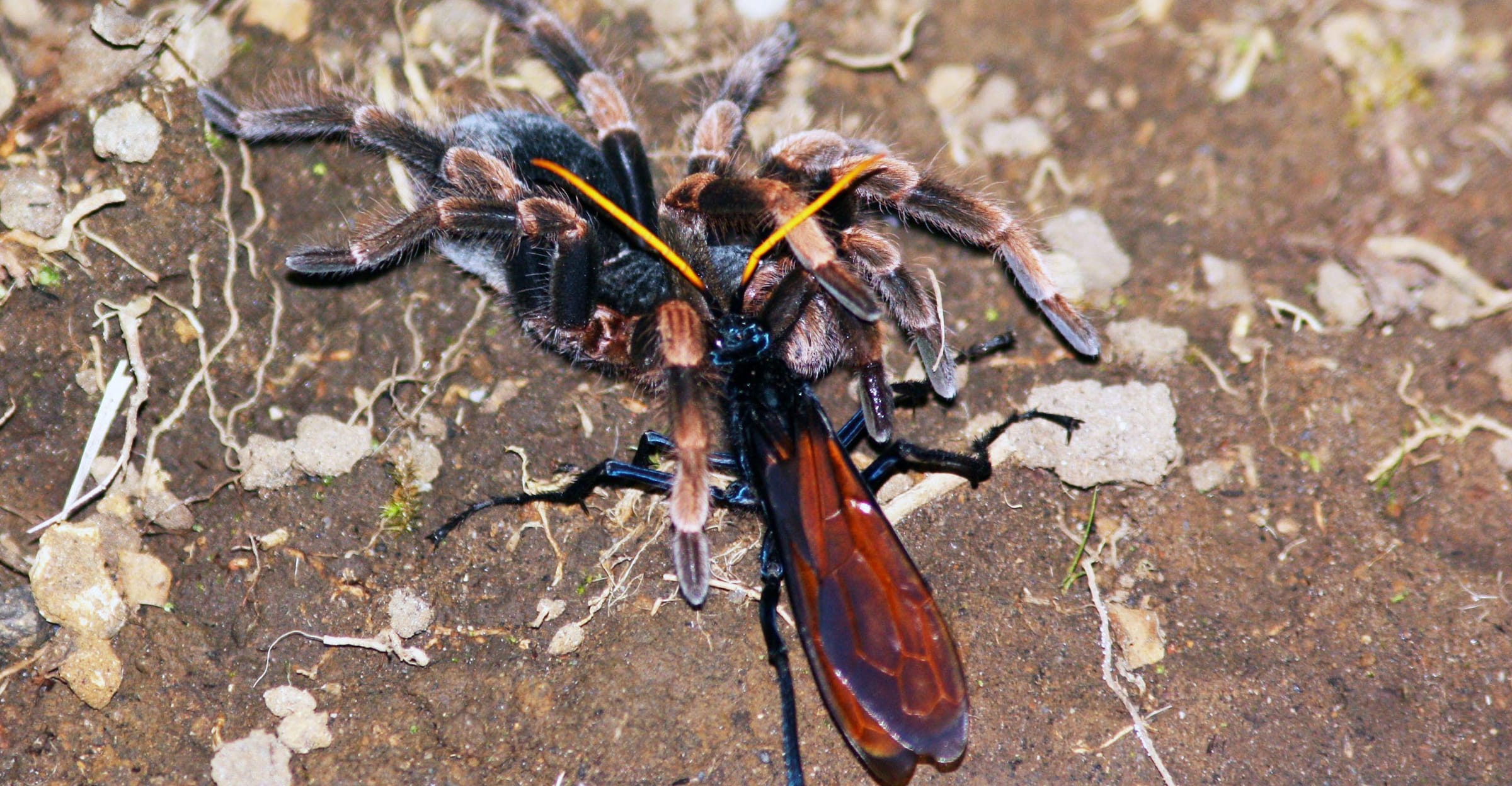 tarantula eating wasp