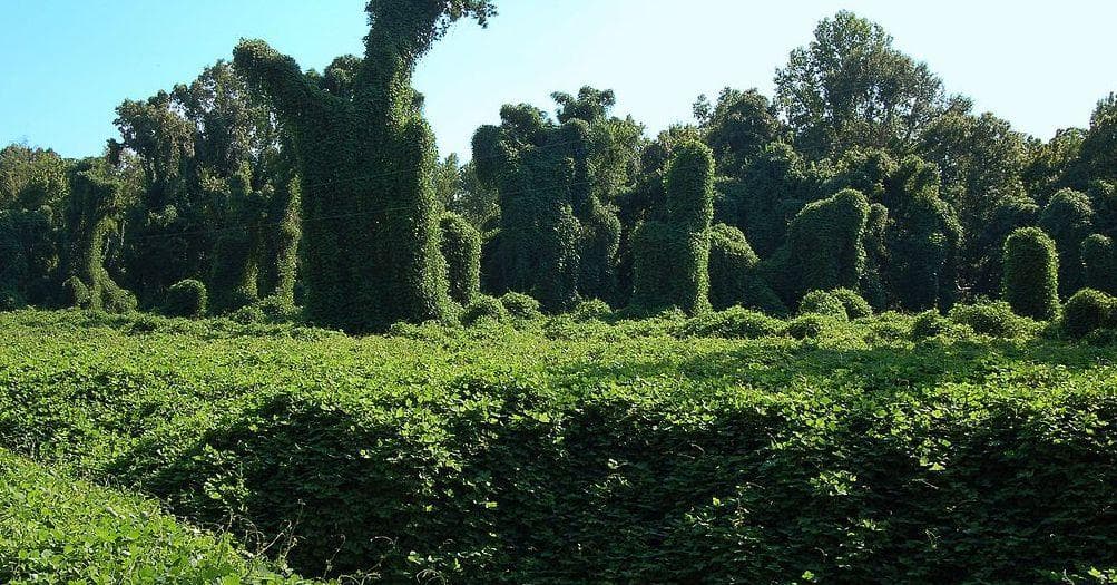 The Most Damaging Invasive Species in the World