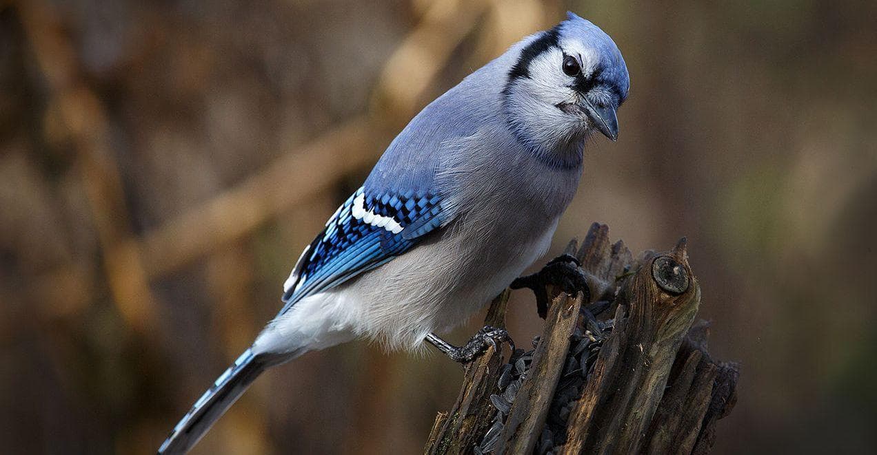 The wings of Bluejays are so awesome when they are open! :  r/interestingasfuck