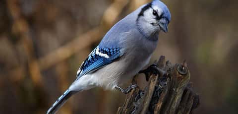 Blue Jays May Be Cute, But They're Airborne Jerks Of The Highest Order