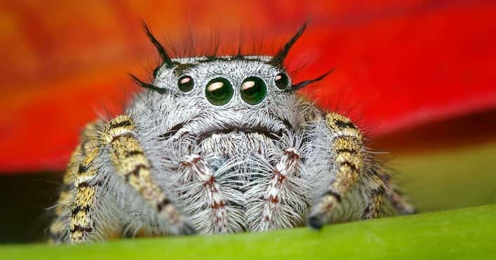 Cute Spiders That Will Cure Your Arachnophobia