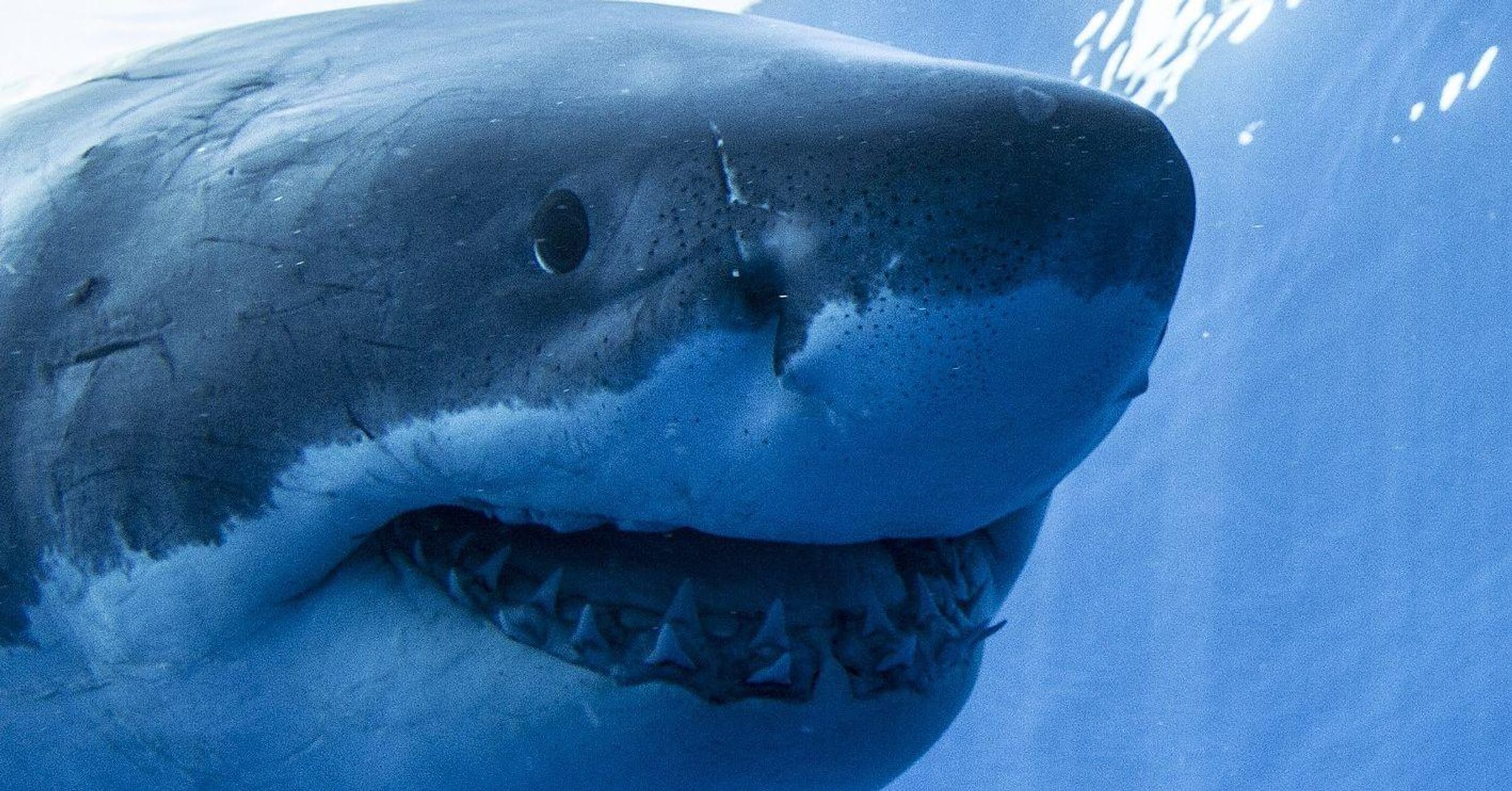 Shark Attacks: Pictures, Information About Sharks