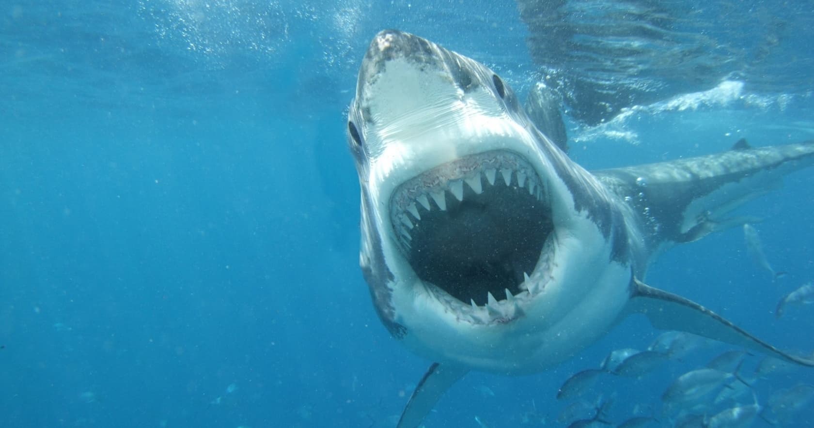 Shark Attacks: Pictures, Information About Sharks