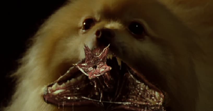 movies from 2017 with possessed dogs