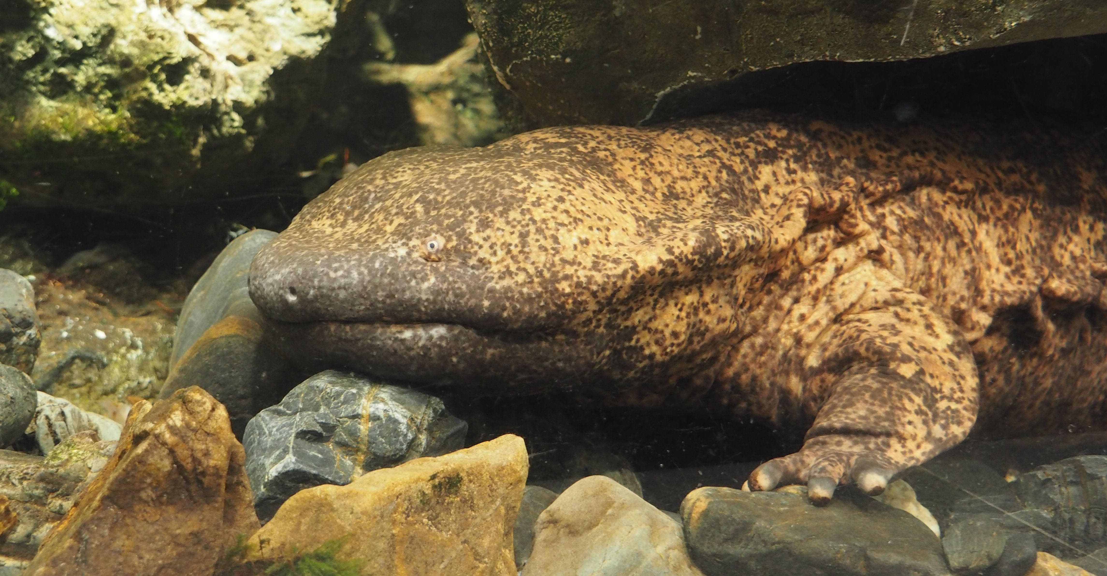 giant salamander planet earth