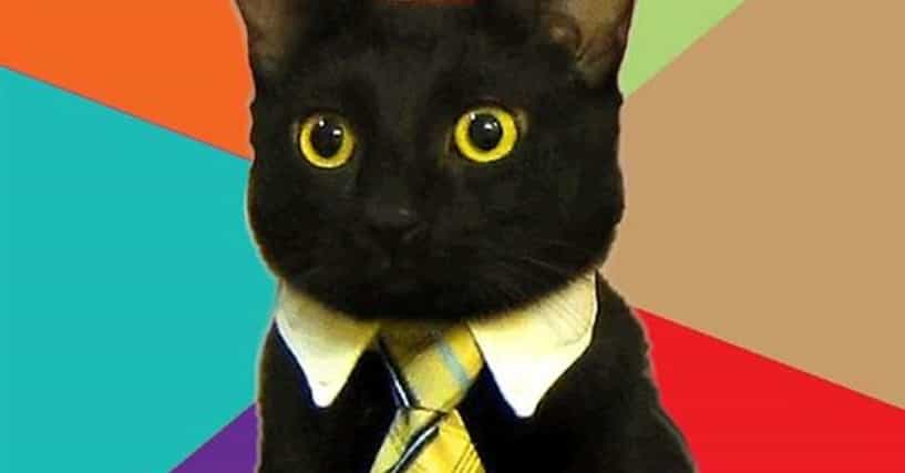 Business Cat Meme | List of Funny Business Cats