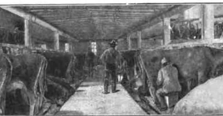 The 1850s Swill Milk Scandal