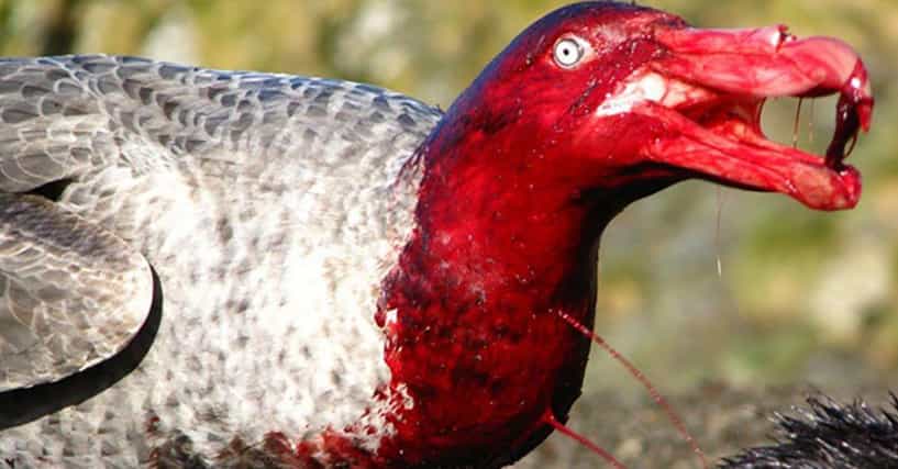 Blue Bird Names >> Scariest Birds List | Types of Scary Bird Species Blue Bird Names >> Scariest Birds List | Types of Scary Bird Species