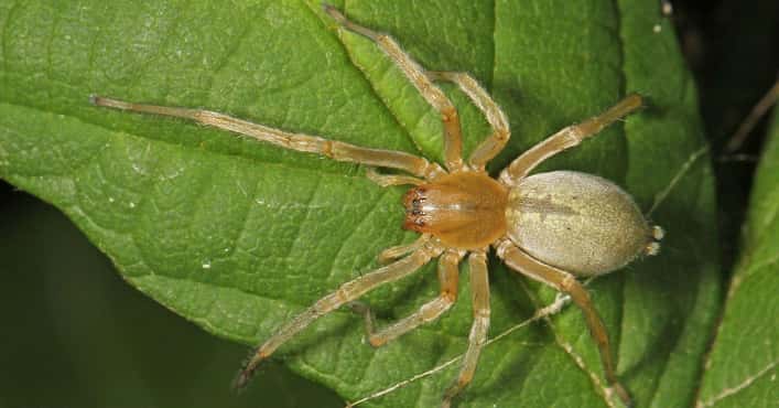 The Scariest Types of Spiders
