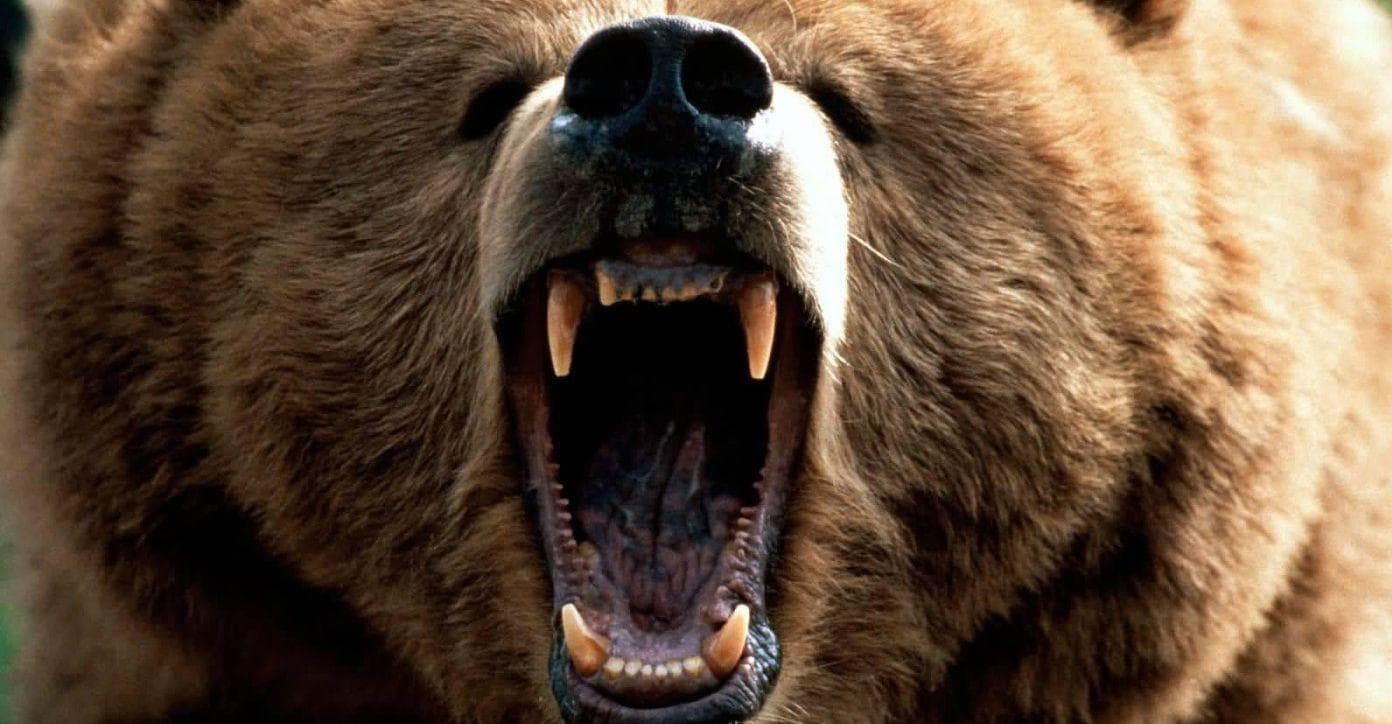 Scariest Bears List | Types of Dangerous Bear Species