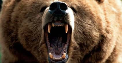 The Scariest Types of Bears in the World