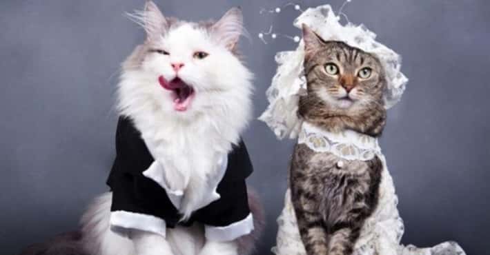 Picture Purrfect Cat Weddings