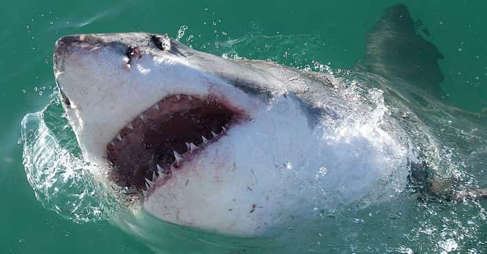 The Scariest Types of Sharks