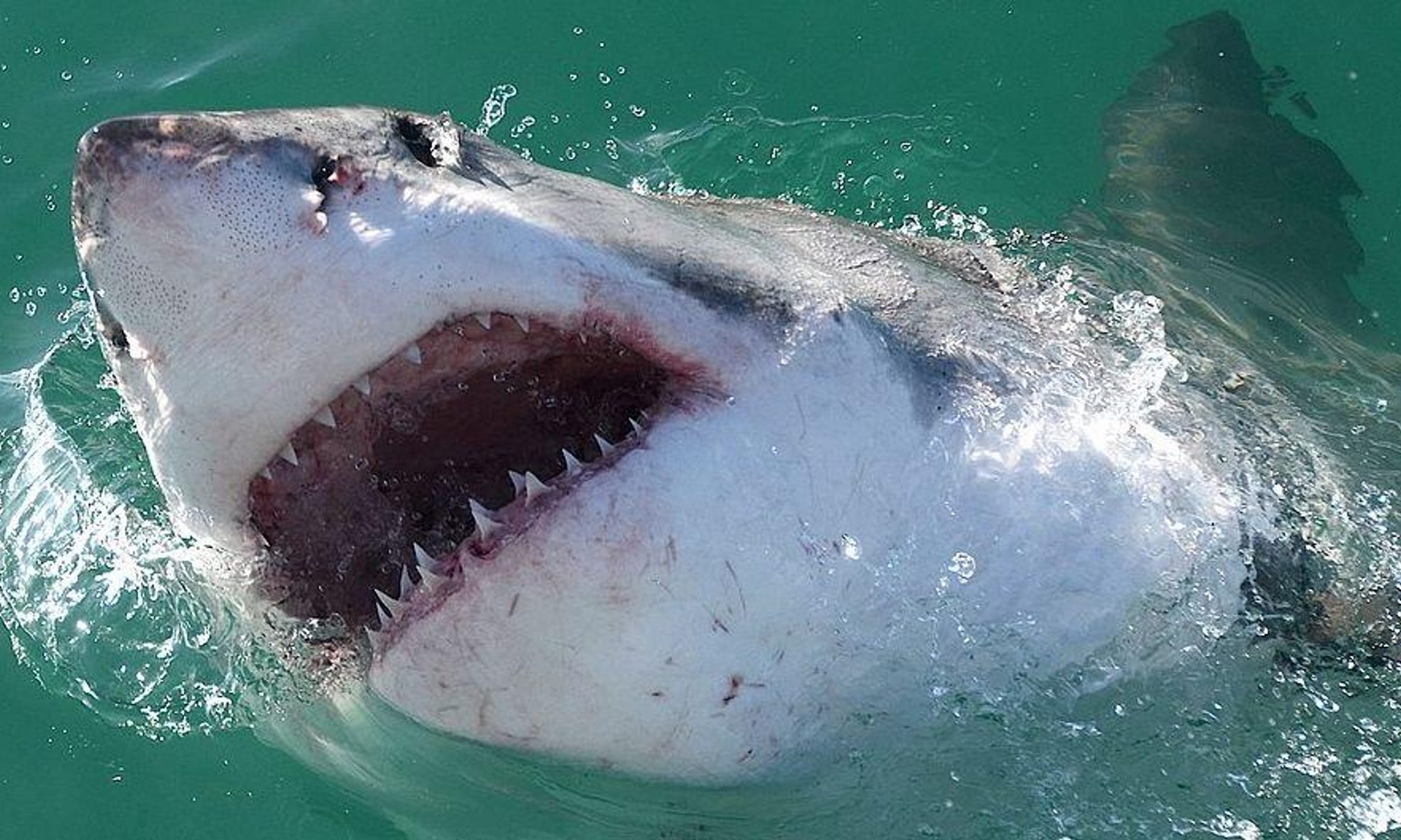 Scariest Sharks List | Types of Dangerous Shark Species