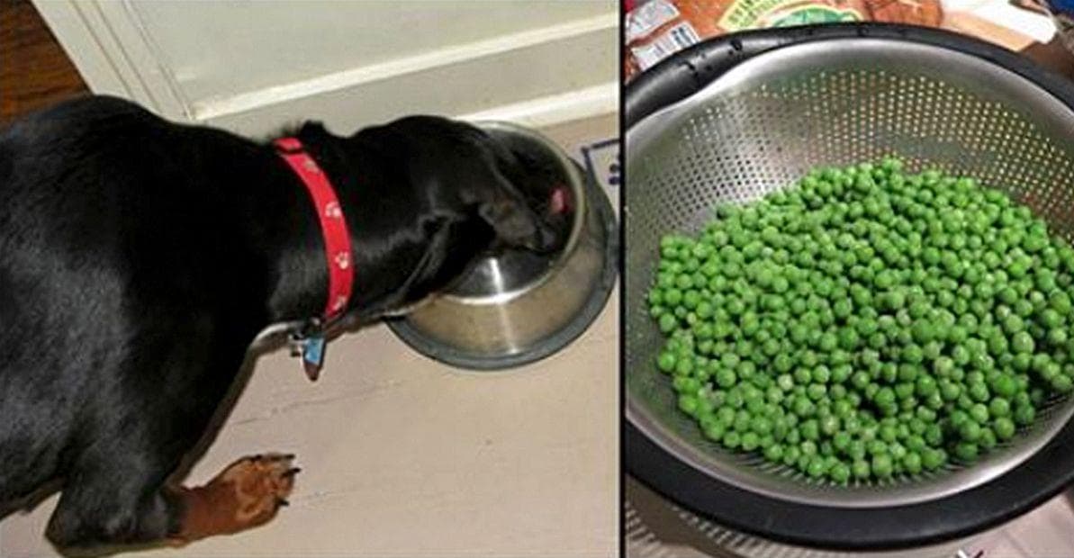 healthy people food for dogs